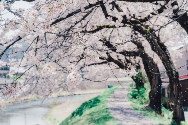 荒城川沿いの桜（古川小学校付近）